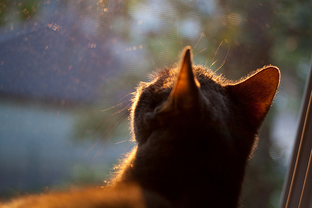 铁壁对王权，当巴拉圭的意志封印伯纳乌，神祇伊布于无声处接管战争