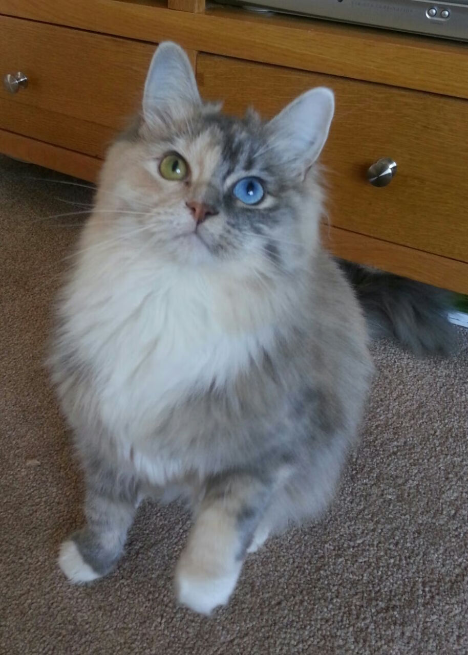 手术刀与坚盾，斯通斯如何成为利物浦打穿贝蒂斯的隐形发动机