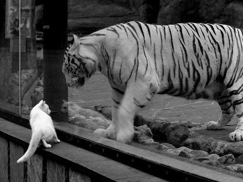 硬仗之王霍勒迪，广东队对阵热火的跨联赛较量