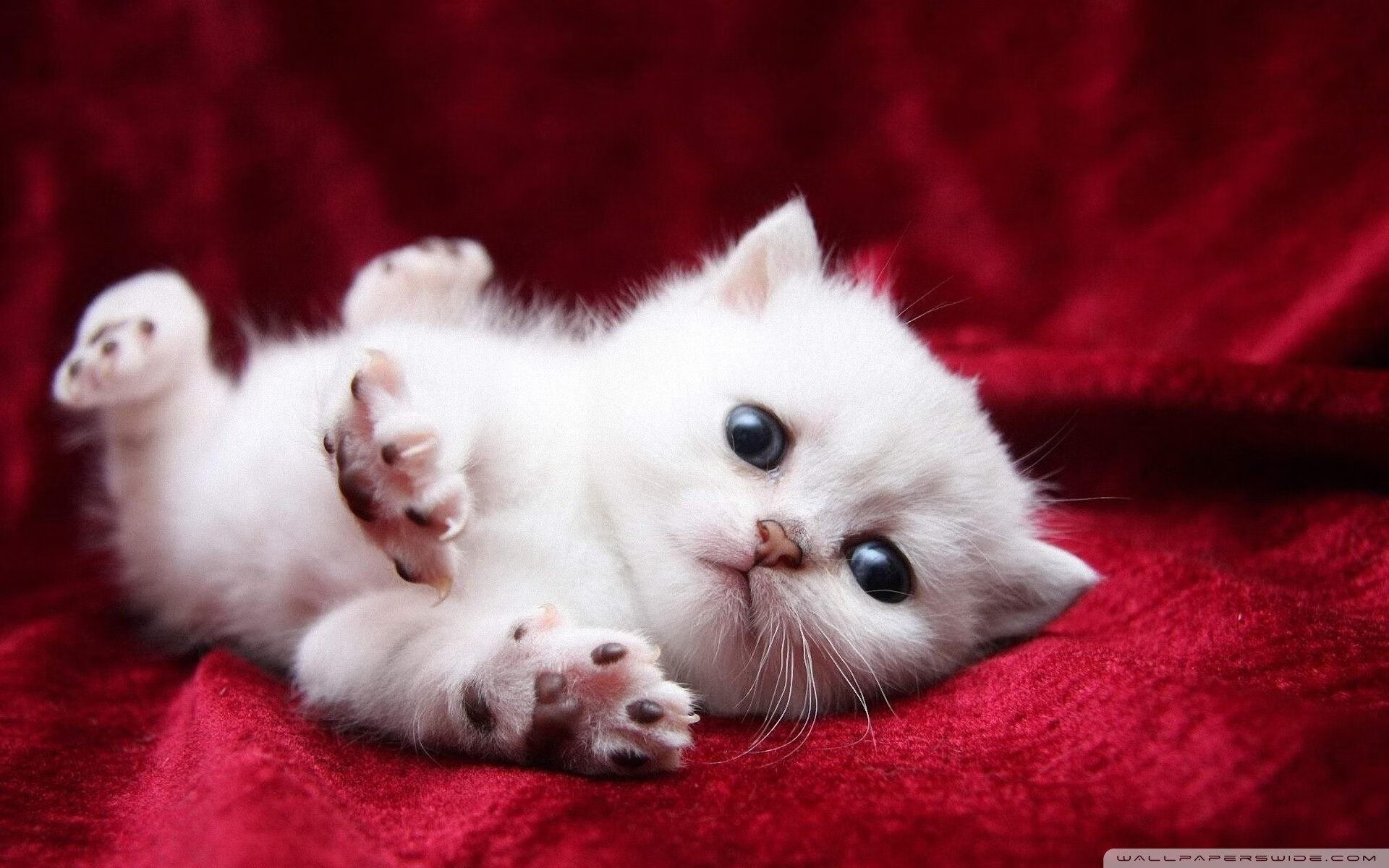 光明的蜕变，雷恩对阵贝蒂斯，托尼在欧战的生涯之夜