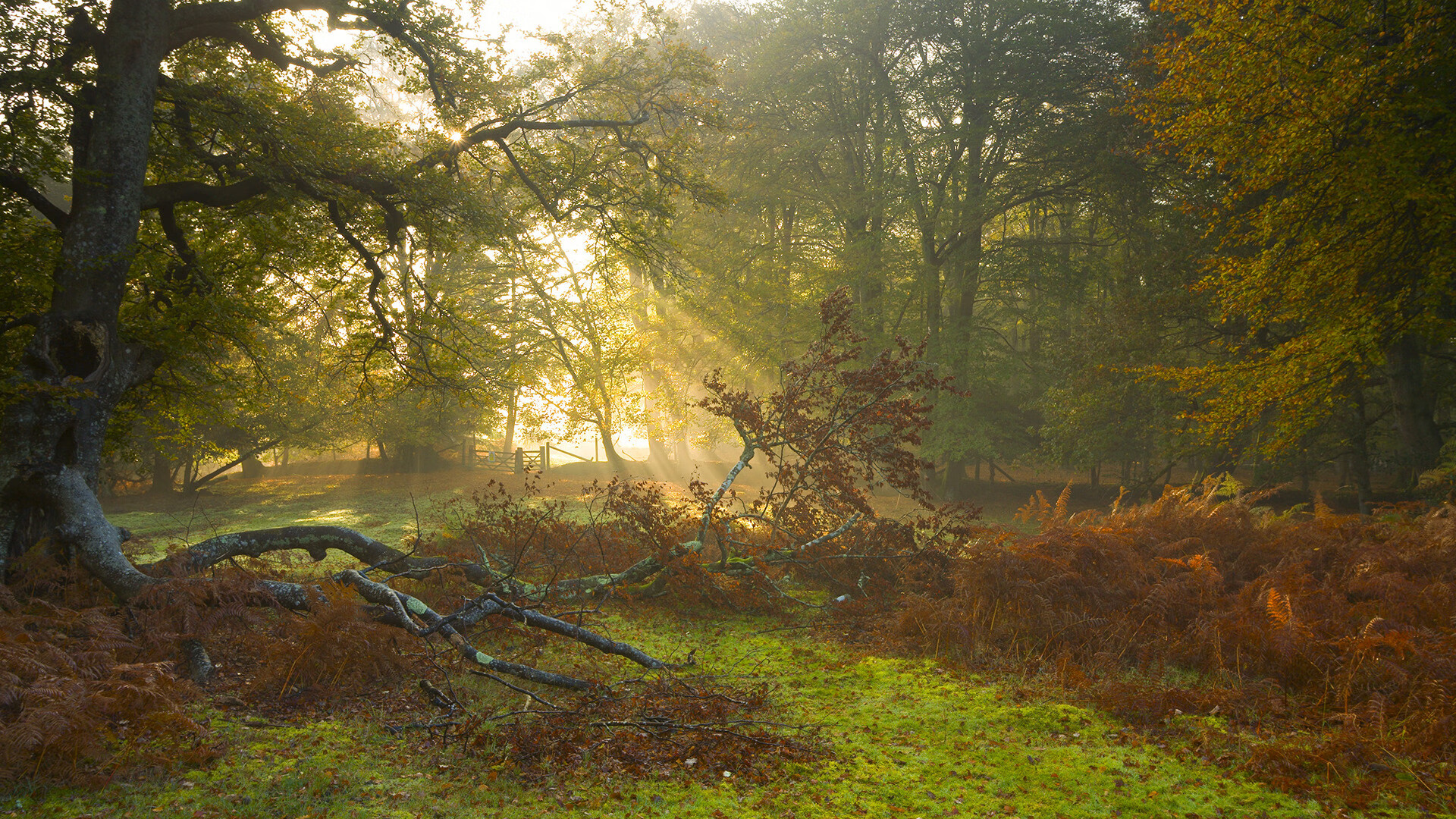 雷火电竞-钢铁防线扼杀巨人—巴雷拉以一己之力将波兰送出局