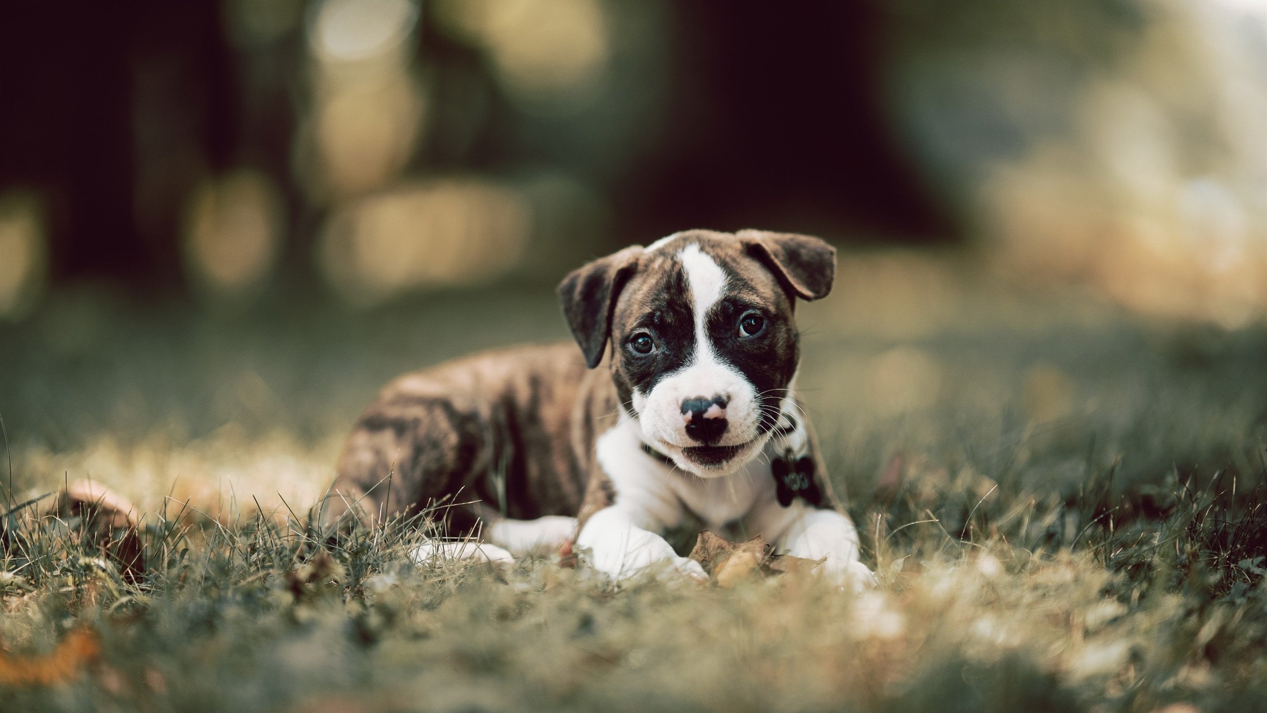 钢铁防线扼杀巨人—巴雷拉以一己之力将波兰送出局