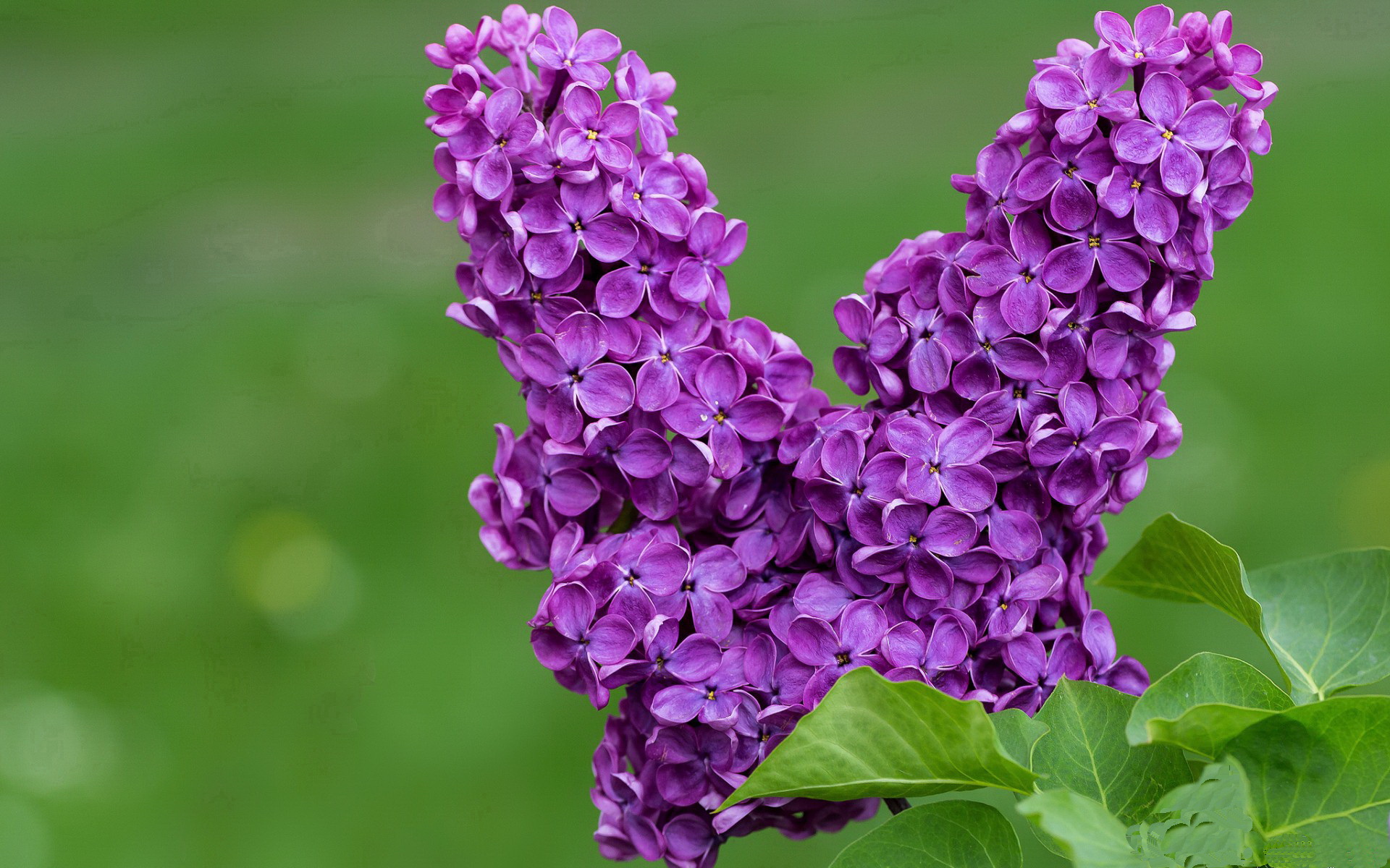 征服者的节奏，深圳速胜背后的利拉德时刻