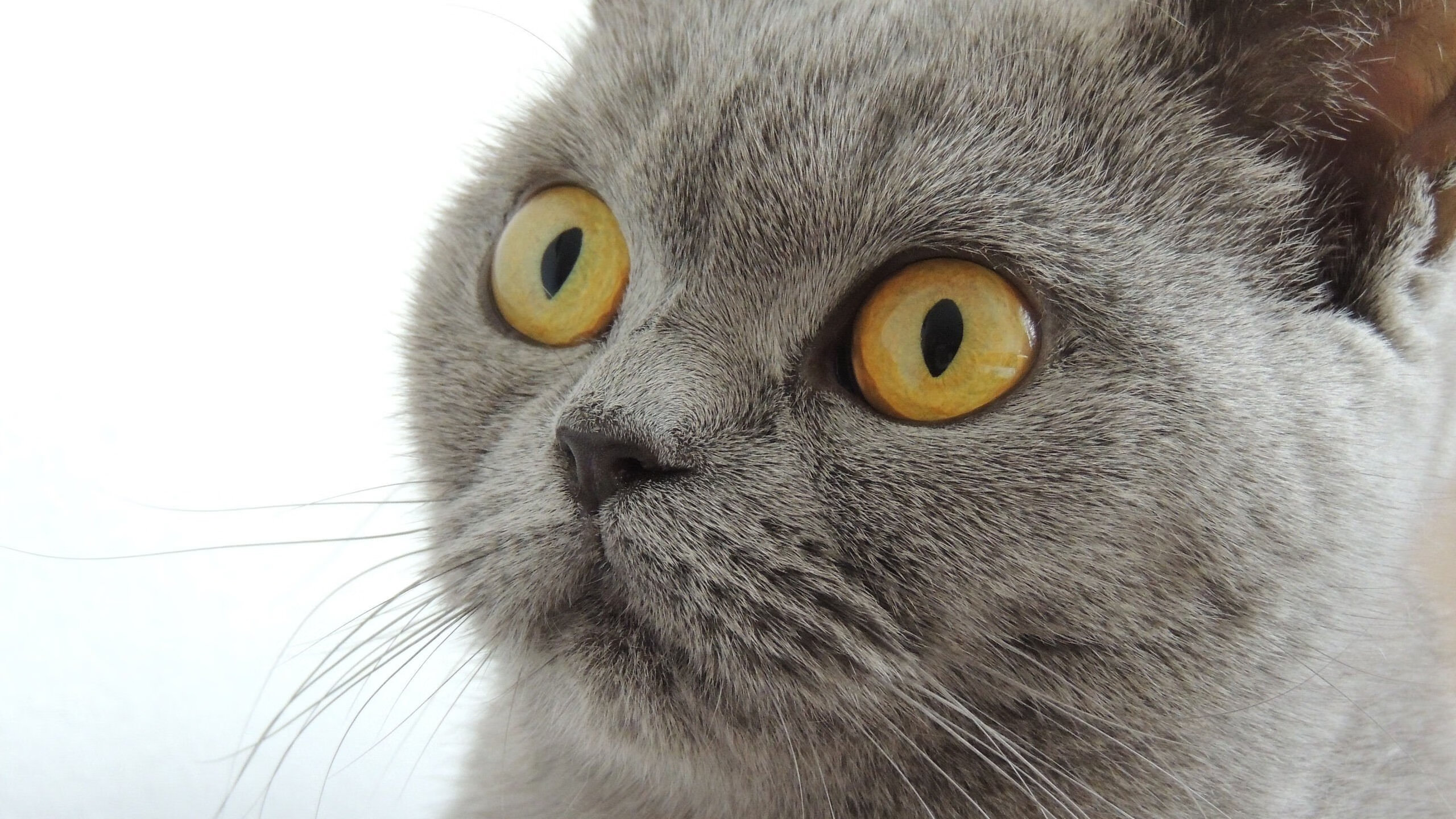 奥兰多的守护神，浓眉一夫当关，魔术主场陷落记