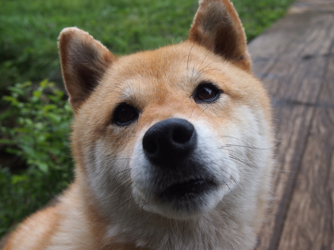 当火焰吞没樱花，奥利维耶爆发，罗马用最古老的意式铁壁强行终结日本梦想