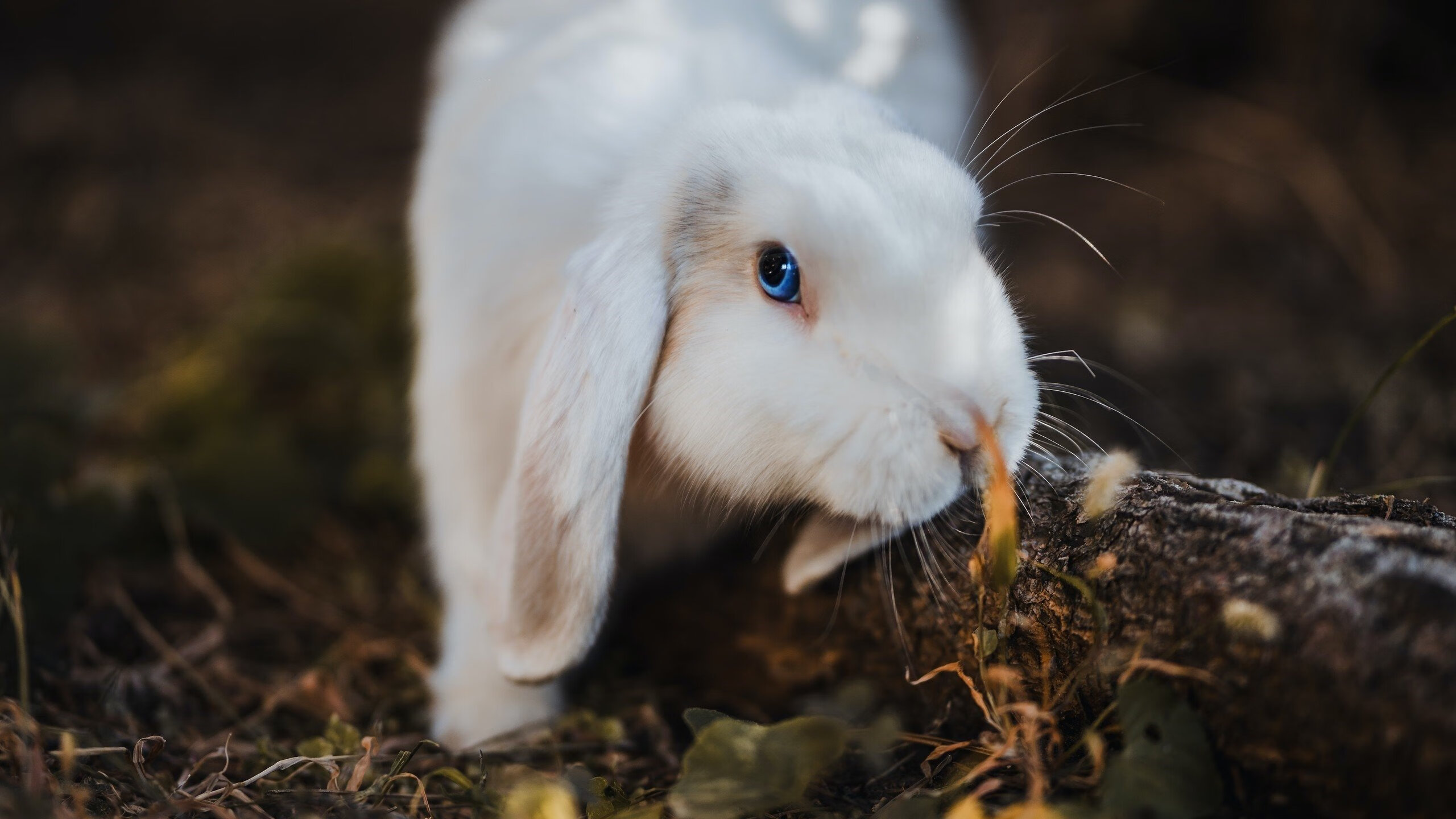 雷火电竞充值-超级球迷的终极胜利，当巴黎的星空下，奥斯梅恩为哥斯达黎加点燃奇迹