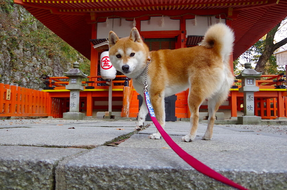 欧冠终极一战，拜仁如何成为土耳其终结者