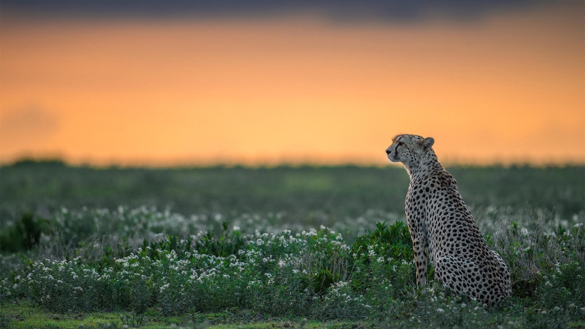 开拓者客场惊天绝杀勇士 拉梅洛·鲍尔压哨三分封神