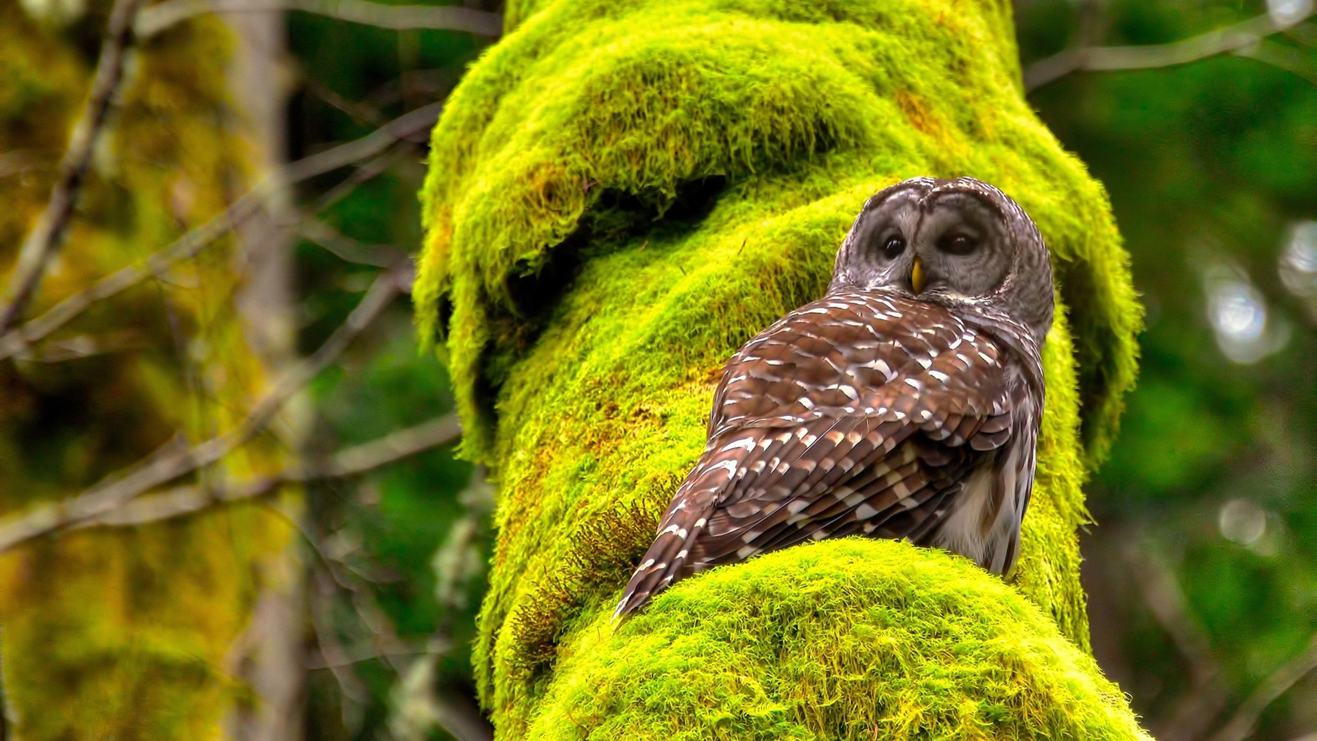 雷火电竞合作-吉林东北虎噬印城！班凯罗41分统治级表现终结步行者连胜