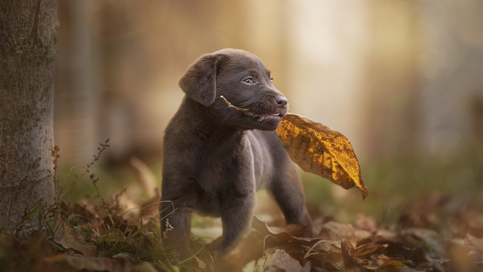 冰川与火焰的对决，特奥神级发挥助冰岛客场凿穿土耳其堡垒