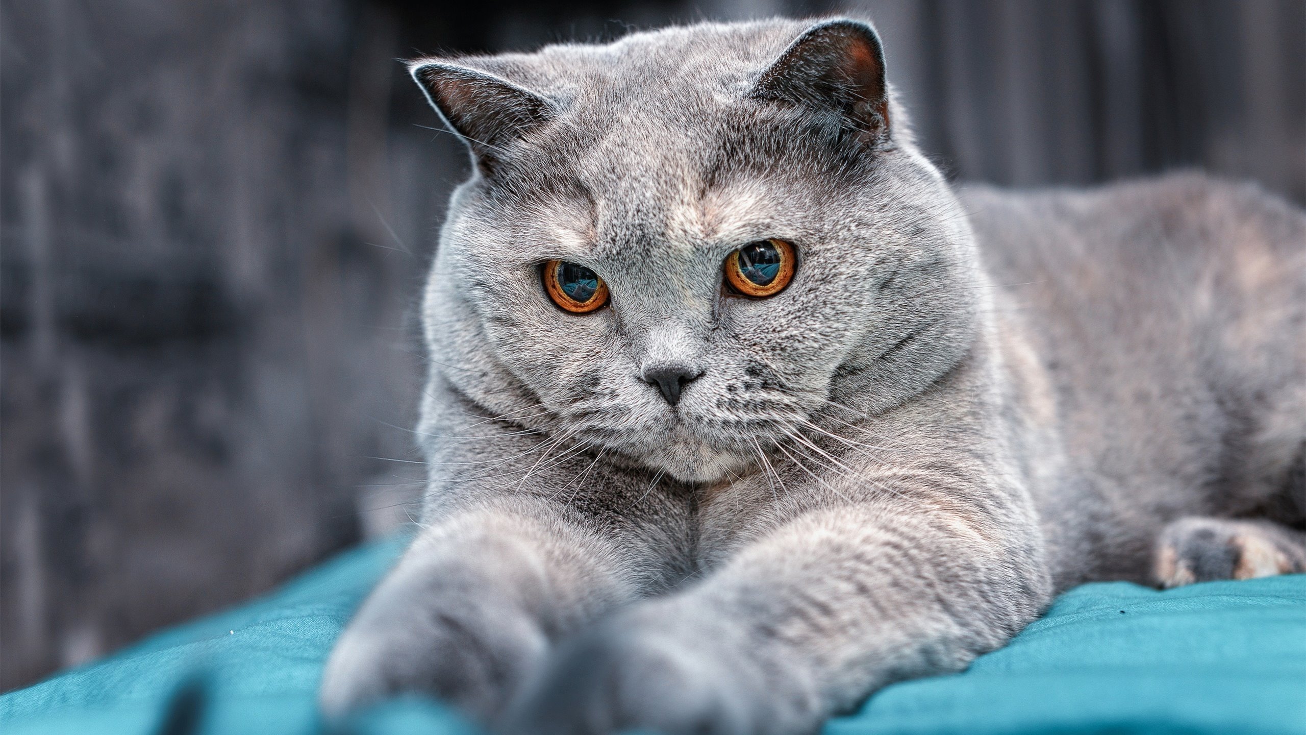 跨越太平洋的冠军试炼，当上海队逼出最强布克