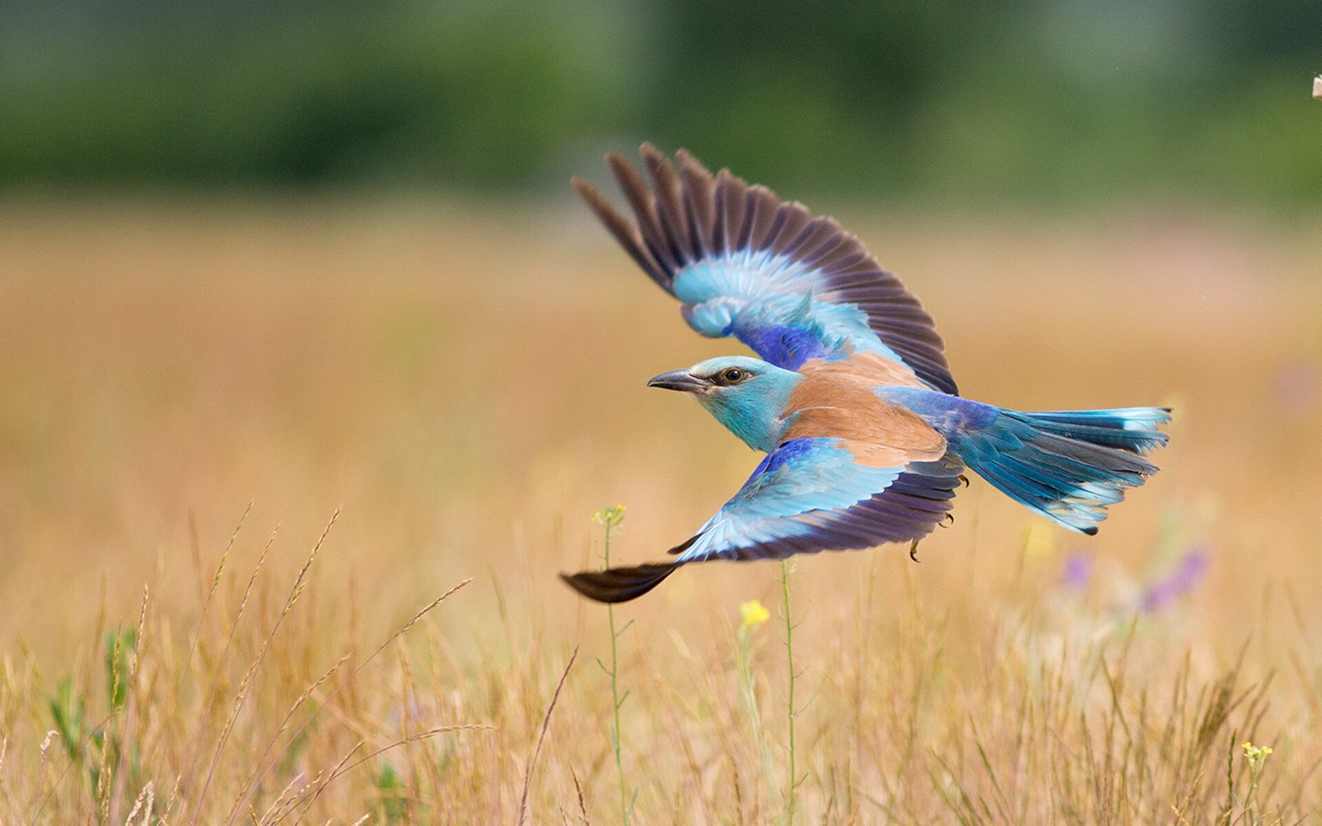 雷火电竞亚洲先驱-世界排名争夺战焦点对决，日本精密节奏掌控力压奥地利