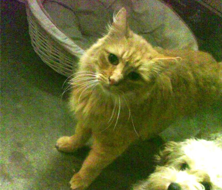 世界排名争夺战焦点对决,日本精密节奏掌控力压奥地利