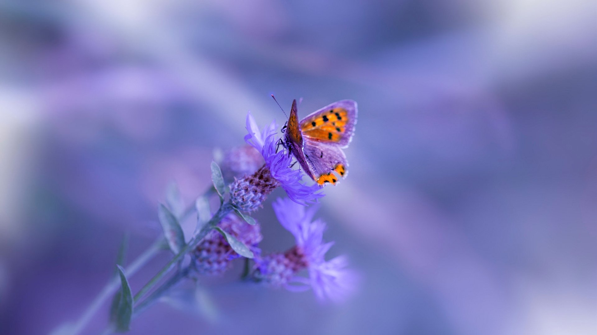 当切特用一记三分撕裂雷霆，广厦定律宣告CBA唯一性